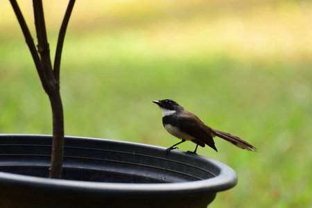 A female oriental magpie robin is perching on a branch of a mango tree.の写真素材