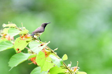 A female olive - backed sunbird is perching o a branch of East Indian screw tree.の写真素材
