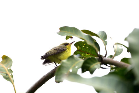 A juvenile olive - backed sunbird is perching on top of East Indian screw tree.