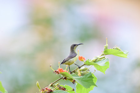 A female olive - backed is perching on a branch of East Indian screw tree.の写真素材