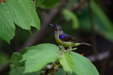 A juvenile brown - throated sunbird is perching on a branch of East Indian screw tree.の写真素材