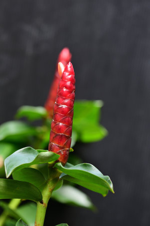 The flowering plant cultivated in Southeast Asia as an ornamental and for its medicinal use.の写真素材
