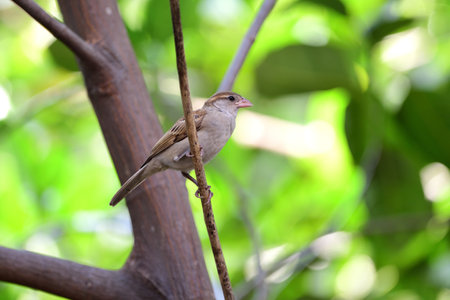 A juvenile house sparrow is perching on a  branch. of jackfruit tree.の写真素材