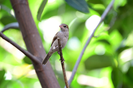 A juvenile house sparrow is perching on a  branch. of jackfruit tree.の写真素材