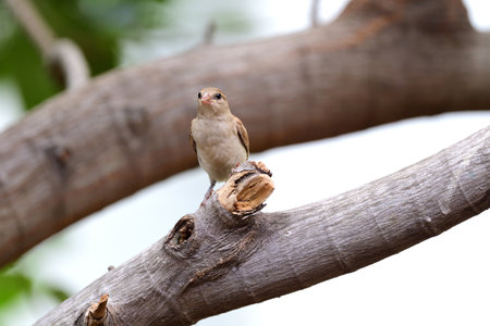 A juvenile house - sparrow is standing on a decayed wood log and staring straight.の写真素材