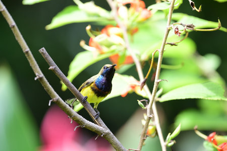 A male olive - backed sunbird is perching on a branch of East Indian screw tree .の写真素材