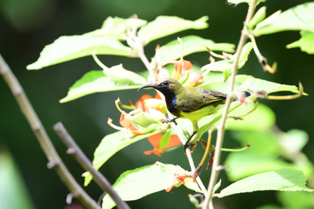 A male olive - backed sunbird is perching on a branch of East Indian screw tree .の写真素材