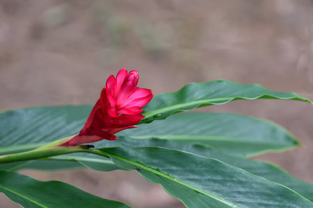 A long brightly colored red bracts of Red Ginger.grown for decoration in a garden.の写真素材