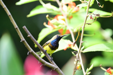 A male olive - backed sunbird is perching on a branch of East Indian screw tree .の写真素材