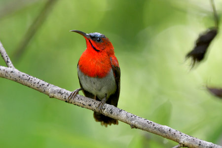 A crimson sunbird with crimson breast and maroon back.の写真素材