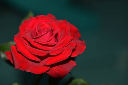 Red roseの写真素材