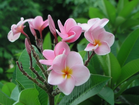 Flowers Lan Thomの写真素材