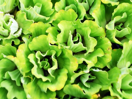 Flowers waterの写真素材