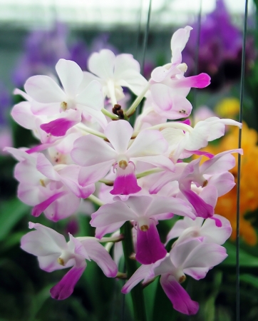 Vanda  lilacinaの写真素材