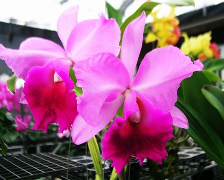Orchid Cattleya Fuchsia pink colorの写真素材