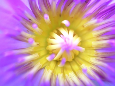 purple lotus flowerの写真素材