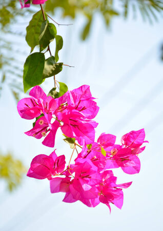 bougainvillea flowerの写真素材