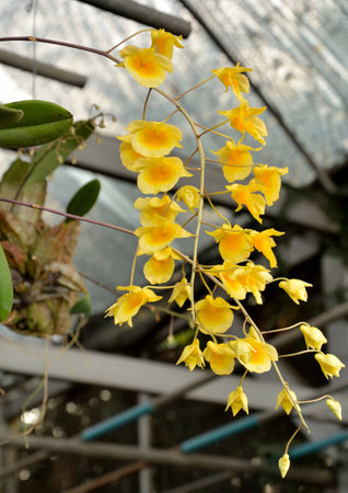 The orchid Dendrobiumの写真素材