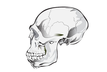 skull grayのイラスト素材
