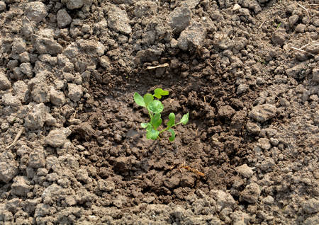 soil and grow