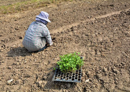 agriculture Thaiの写真素材