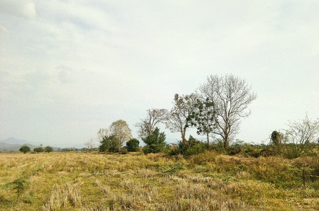 Thailand country rice goldの素材