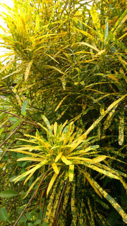 Leaves colorful
