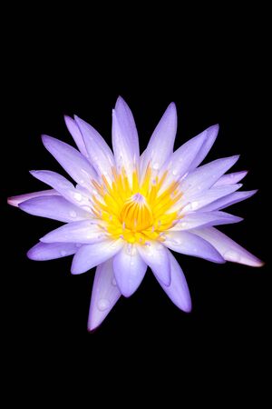 lotus purple black background nature beautyの写真素材