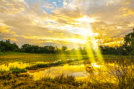 sunset evening gold sky in field rice farm