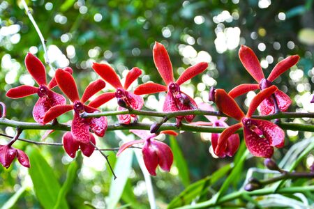 Red Elephant orchid in garden in south Thailandの写真素材