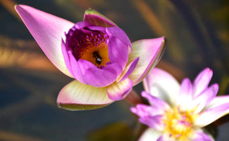 Pink lotus flowers in bloom and bees in the garden pond.