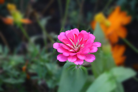 pink flower soft in garden park in bangkok Thailandの写真素材