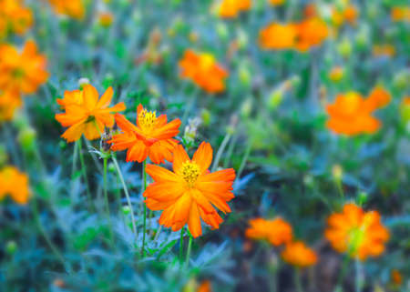 ield flower orange blooming beauty nature in garden parkの写真素材
