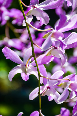 purple white beautiful orchid and moring light in farmの写真素材