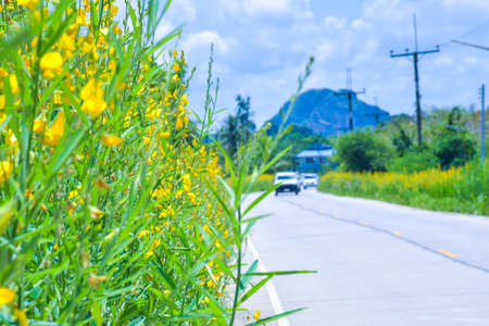 the road of beauty of yellow flowers in south Thailandの写真素材