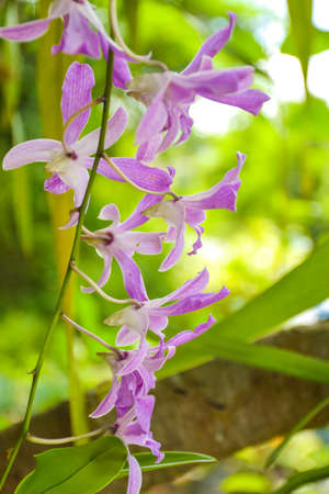 beautiful orchid in moring light ,Thailand farm soft blurの写真素材