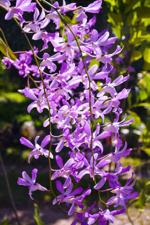 beautiful purple orchid  blooming with moring light ,Thailand farmの写真素材