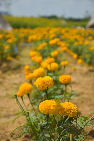 fied marigolds flower yellow blooming in the park Thailandの写真素材