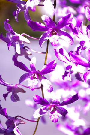 ight morning and beautiful orchid white purple soft in gardenの写真素材