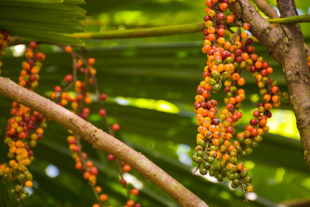 forest fruits, wild rattan colors,fres colorの写真素材