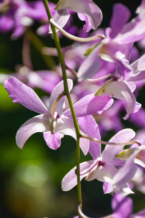 beautiful orchid in moring light ,Thailand farm soft blurの写真素材