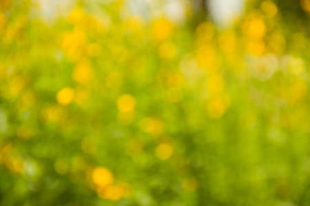 bokeh light soft yellow nature bright sunlighの写真素材