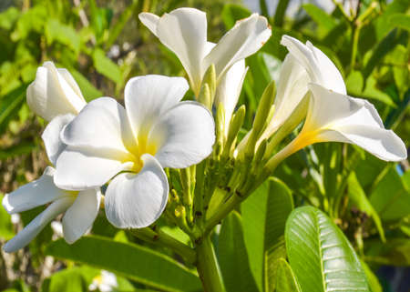 White plumeria blooming beautiful in the gardenの写真素材