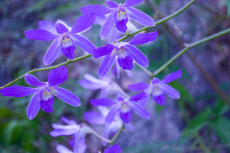 ight morning and beautiful orchid white purple soft in gardenの写真素材