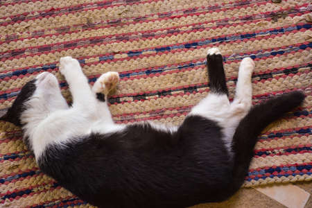 cat sleeping on floorの写真素材