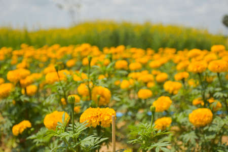 fied marigolds flower yellow blooming in the park Thailandの写真素材