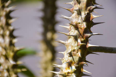 the sharp thorns of the cactusの写真素材