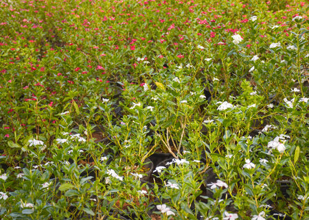 white flower garden and pink field gardenの写真素材