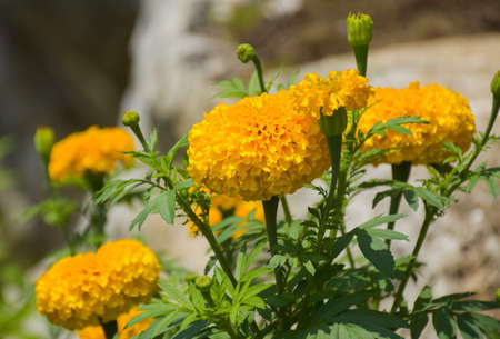fied marigolds flower blooming in the park Thailandの写真素材