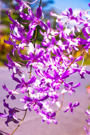 purple orchid blooming beautiful nature soft blur softの写真素材